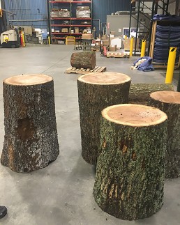 Oak Logs ready to be stripped