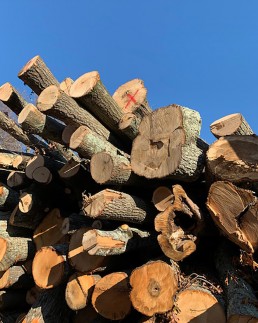 Oak logs at the lumber yard